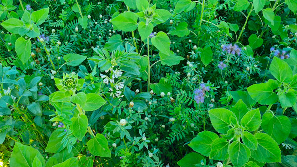 biodiversité formation
