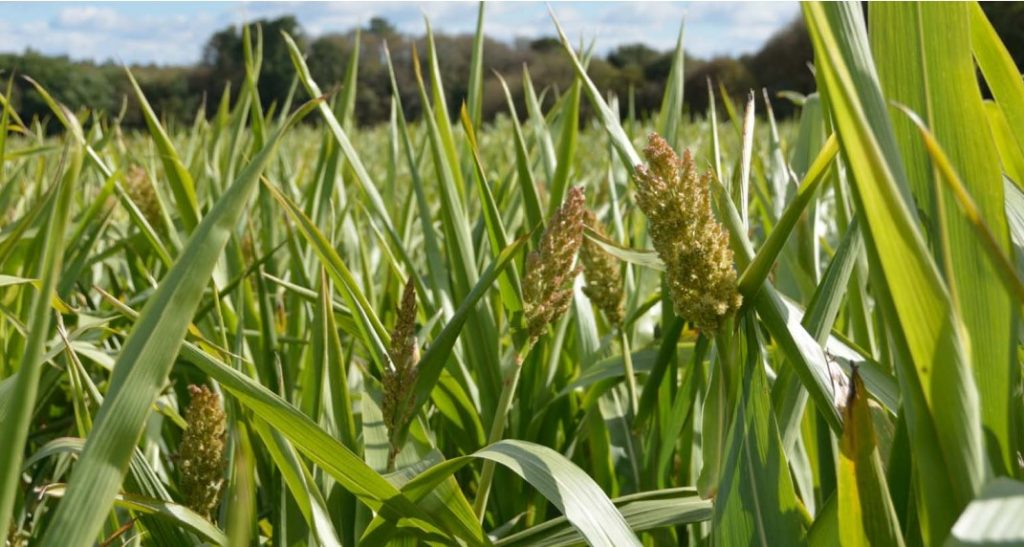 avenir agricole sorgho