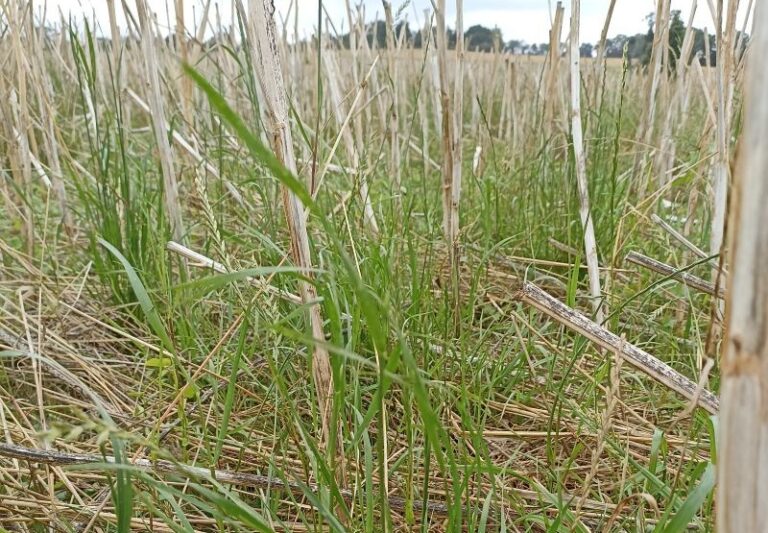 contrôler le ray grass