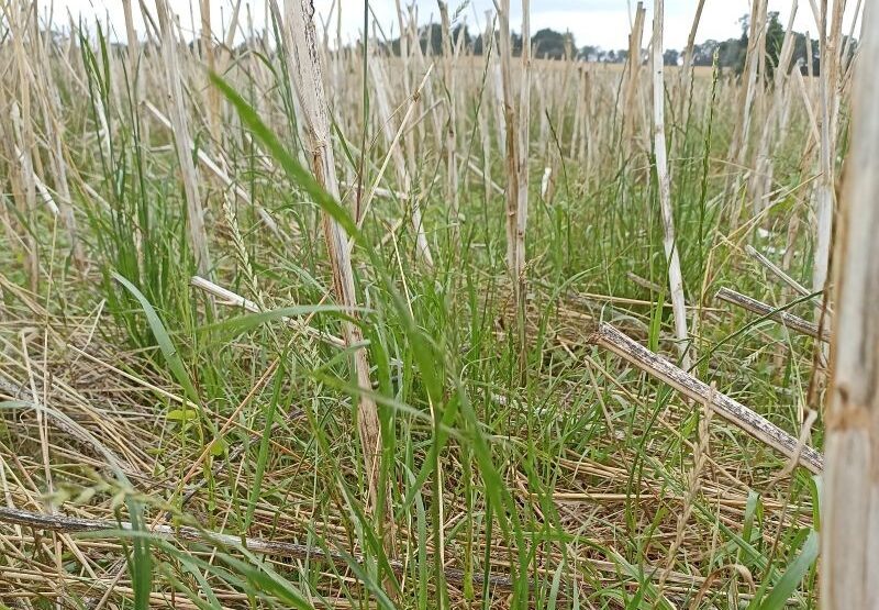 contrôler le ray grass