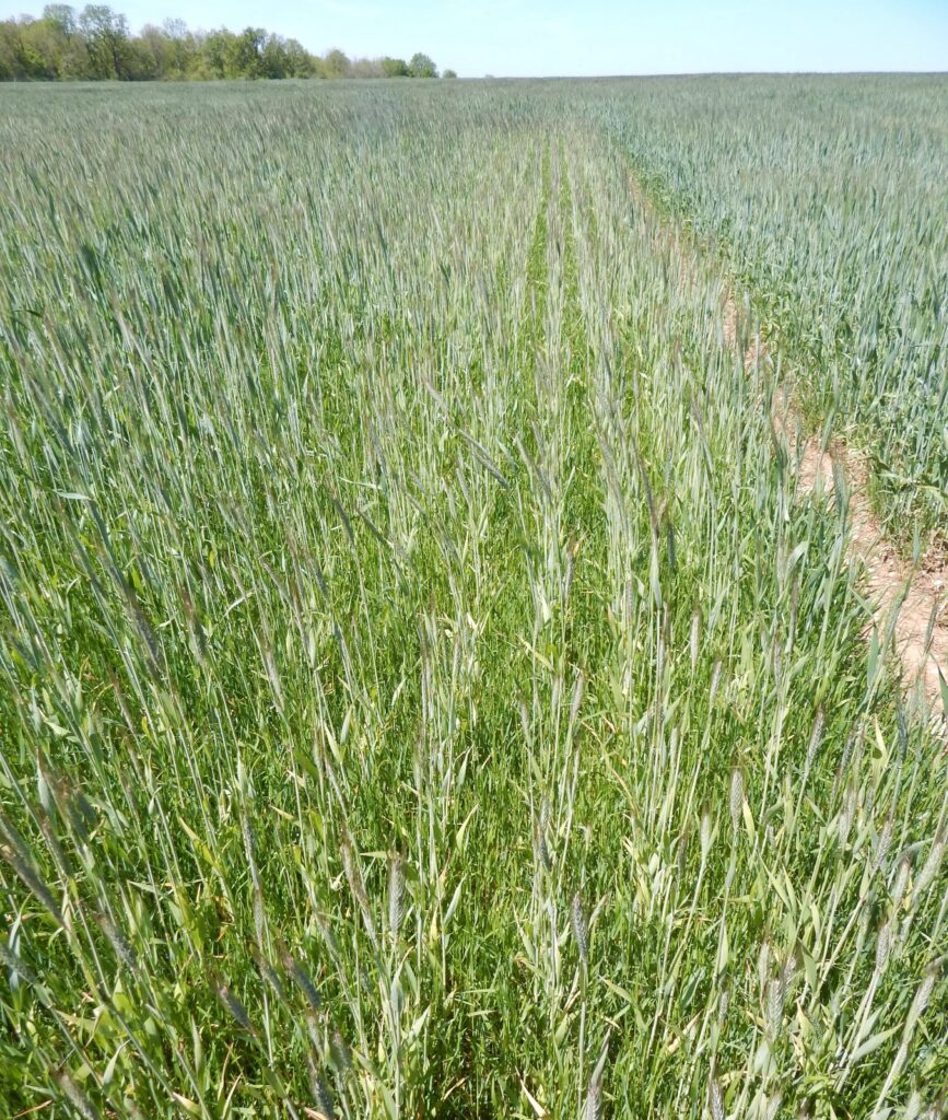 ray grass blé
