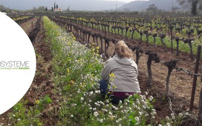 La régénération des sols en viticulture et arboriculture
